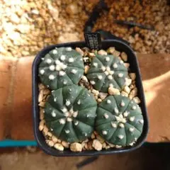 2025年最新】サボテン 兜丸の人気アイテム - メルカリ