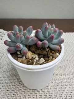 アンちゃん様 リクエスト 2点 まとめ商品