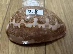 美品 貝殻 タカラガイ 宝貝 たからか 8.85cm - メルカリ