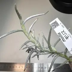 愛でる様 リクエスト 2点 まとめ商品