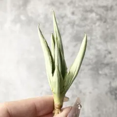 2025年最新】サンスベリア ドラゴンの人気アイテム - メルカリ