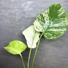 【美斑】モンステラ デリシオーサ ホワイトモンスター　天津蘭　カット苗　発根済み 美株】モンステラ デリシオーサ ホワイトモンスター 天津蘭 発根