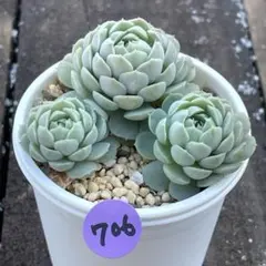 SALE❗️706多肉植物　ミルキーブロッサム　カット苗　寄せ植え❣️