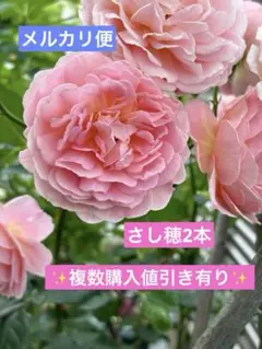 ✴️ かおりかざり ✴️ 中苗 ✴️ かおりかざり｜そだレポ（栽培レポート）byかおりん｜みんなの