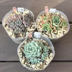 ク*ャ様 多肉植物3点セット⑫のサムネイル