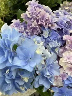 ち*め様 アジサイ　3.5寸4寸7種12ポット 紫陽花 ち*め様 アジサイ 3.5寸4寸7種12ポット 紫陽花 - メルカリ