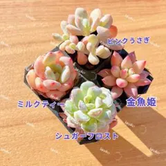 【レア品種】値下げ☆4種類☆多肉植物4苗セット 土・根付き