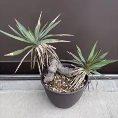 2025年最新】ユッカ 植物の人気アイテム - メルカリ