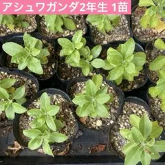 アシュワガンダ　2年苗　１株のサムネイル