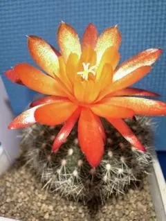 サボテン 雪晃♡抜き苗(^○^) 楽天市場】サボテン 雪晃の通販