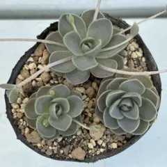 まきまゆ様 リクエスト 2点 まとめ商品