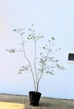 枝垂れコハウチワカエデ 関の華厳 / ① - メルカリ