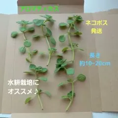 アジュガ チョコレートチップ ランナー付き 抜き苗 4本 しっかり保湿