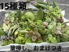 葉挿し　大量セット 多肉植物 葉挿し 20枚セット⑤ - メルカリ