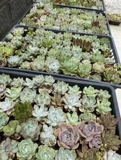 多肉植物　宅急便コンパクトセット