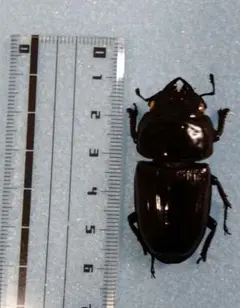 ベトナム　アンタエウスオオクワガタ　48ミリ 標本のサムネイル