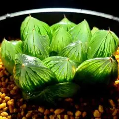 3828 ナイルの一滴 実生特ダルマA 多肉植物 ハオルチア アロエのサムネイル