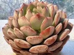 か*こ様 2827新入荷　エメラルドワルツ　エケベリア　多肉植物　撮影1月31日