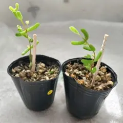 【お得】ドロサンテマム 斑入りグロボーサム 2ポットごと 多肉植物　　　 55
