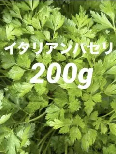 茨城県産　イタリアンパセリ 200g 栽培期間中農薬不使用　小動物おやつに○のサムネイル