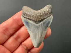 マンモスの歯 化石 標本 骨格 ナウマンゾウ 水石 鑑賞石 - メルカリ