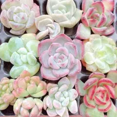 2026年最新】ラブリーローズ錦の人気アイテム - メルカリ