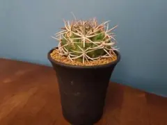 【大株、希少価値高】ギムノカリキウム　フェロシオール　自根 2025年最新】フェロシオールの人気アイテム - メルカリ