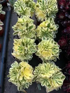 レア　ホヤ　Hoya archboldiana albomarginata美株 レア ホヤ Hoya archboldiana albomarginata美株 - メルカリ