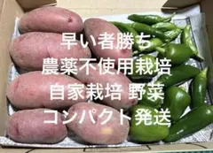 早い者勝ち 農薬不使用栽培 自家栽培 野菜詰め合わせ コンパクト 野菜セットのサムネイル