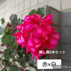 botan様 リクエスト 2点 まとめ商品