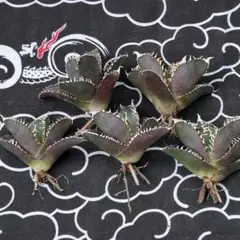 1629 アガベ チタノタ 緑サイ 優良血統 3株同梱 - メルカリ