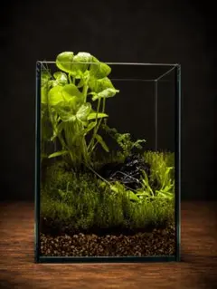 苔テラリウム ガラスキューブ - メルカリ
