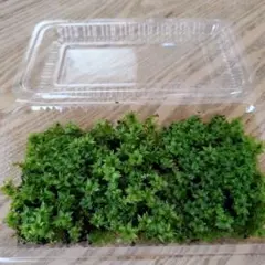 もっくん☆プロフ必読様 リクエスト 3点 まとめ商品