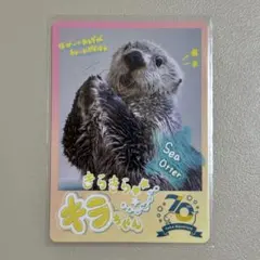 鳥羽水族館　コレクションカード　ラッコ　キラ　メイ 鳥羽水族館コレクションカード ラッコ キラ メイ ノーマル - メルカリ