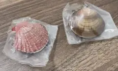 貝殻のカプセルトイセット