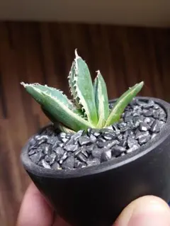 2025年最新】南アフリカダイヤモンド 錦の人気アイテム - メルカリ