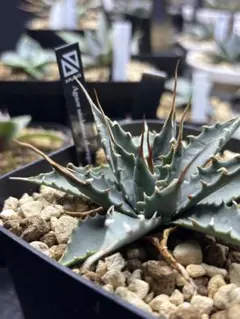 J*y様 【サービス出品！】①ハイクオリティのエボリスピナ！ベアルート株・陽炎 2025年最新】エボリスピナ陽炎の人気アイテム - メルカリ