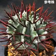 2025年最新】ロウルサンコ ラベルの人気アイテム - メルカリ