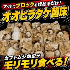 割れてるオオヒラタケ菌床【6個】カブトムシ幼虫の栄養強化に!マットに