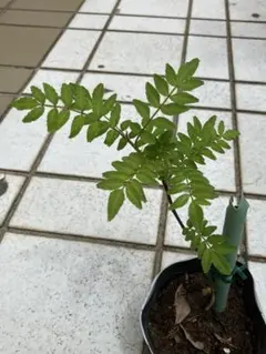 木の芽 山椒の葉 無農薬 約100枚 - メルカリ