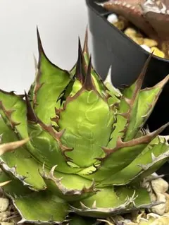 2025年最新】ホリダ ライムグリーンの人気アイテム - メルカリ