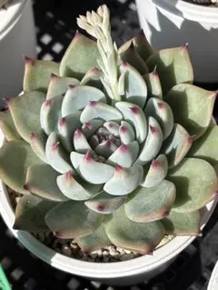 BONO様 リクエスト 2点 まとめ商品