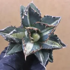 2025年最新】チタノタ 狼人の人気アイテム - メルカリ