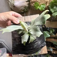 P. willinckii calm Sporeのサムネイル