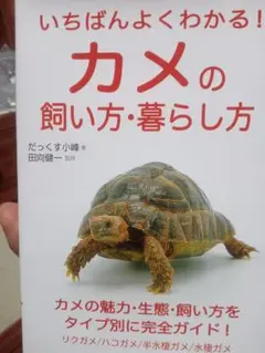 カメの飼い方・暮らし方