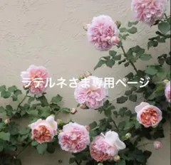 【ラテルネ様専用】アブラハムダービー　挿木苗　7.5センチポット苗　バラ苗