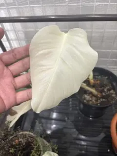 モンステラ ホワイト 斑入り　フルムーン ボルシギアナ　一年育成株 　鉢植えのサムネイル