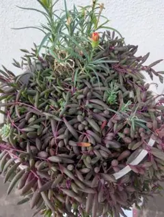 ✨多肉植物 　ルビーネックレスネコポスいっぱい入れて発送✨