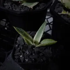 E2836【鉢植え発送】アガベ チタノタ 黒鯨錦 斑入り