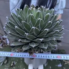も*こ様 アガベ ビクトリアレジーナ 笹ノ雪 極上斑 超大株 美肌 極美